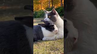 Animals will show you love like no other 😻 #catvideos #beautiful #animals