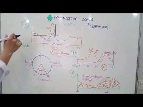 Video: Test sonrası döngü ne tür bir döngüdür?