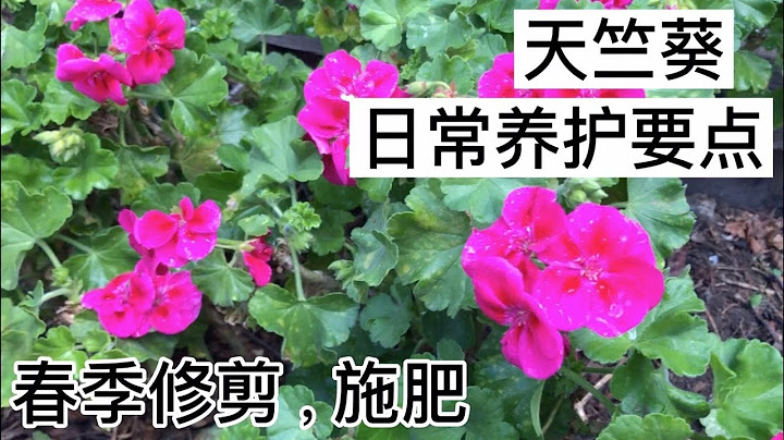 天竺葵，最好養的花-----春季修剪, 施肥, 日常養護 (Geranium, care basics and tips) - 天天要聞