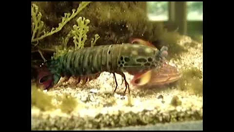 True Facts About Peacock Mantis Shrimp