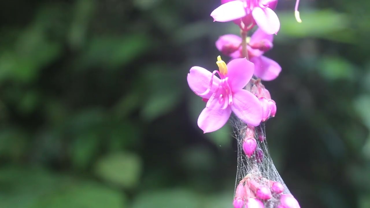 wild Oxyspora cernua flower, Arunachal Pradesh