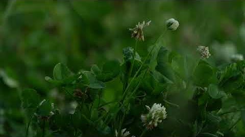 Big Tine Foundation Clover