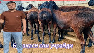 картинка: Йош бўғоз хисори қўйлар 🔥қоссоп акаларга семиз қиср совлиқлар Солижонда арзон