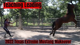 Teaching Leading to a Wild Mustang | 2022 Texas Extreme Mustang Makeover screenshot 3