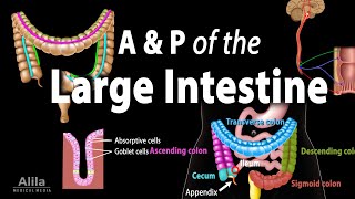 Anatomy and Physiology of the Large Intestine, Animation