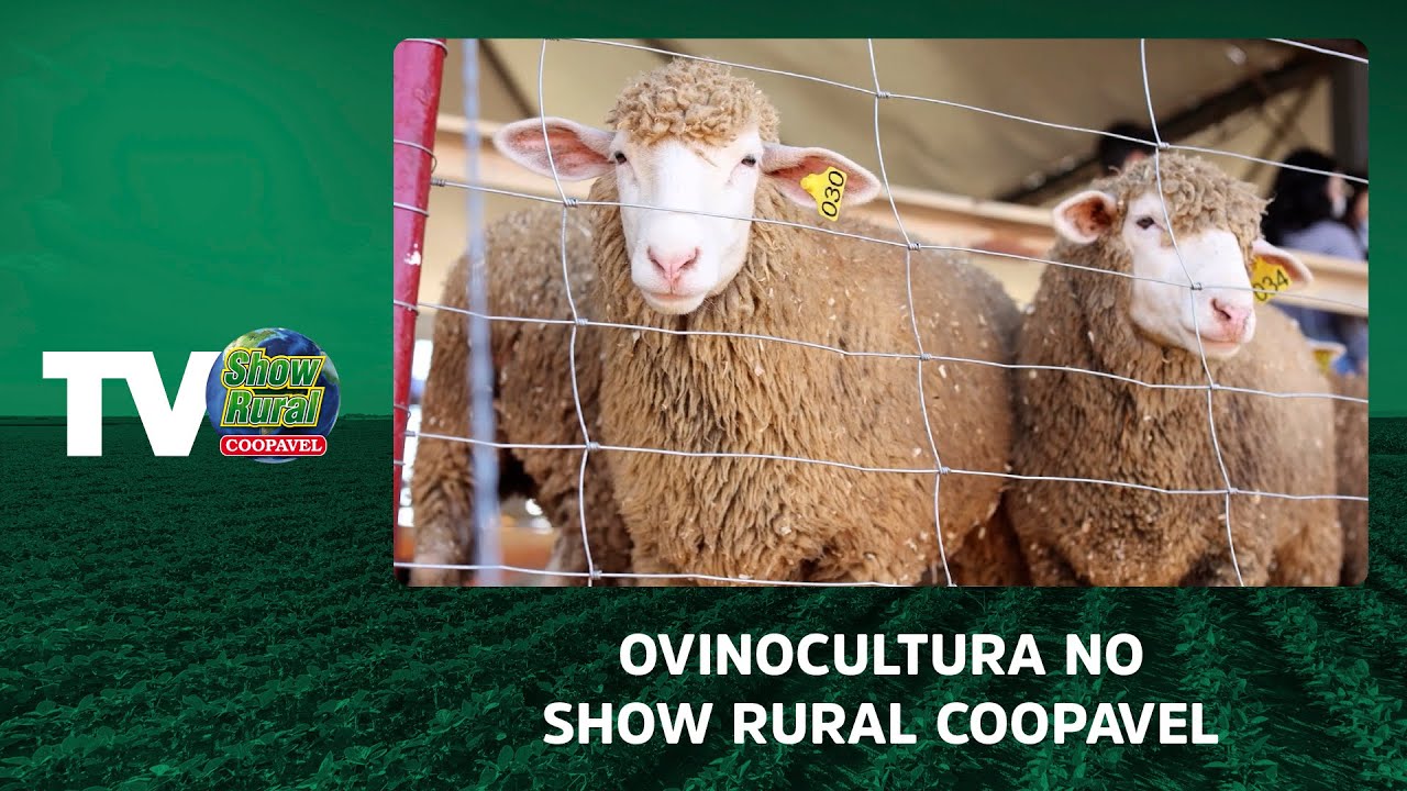 Ourofino em Campo: estreia nas telas do Canal Rural, Canal Criuador e Lance  Rural - Animal Health Expo Forum