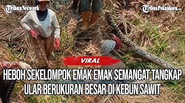 VIRAL AKSI Emak-emak Nekat Tangkap Ular Berukuran Besar di Kebun Sawit
