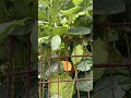 panasa Chettu | jack fruit | jack fruit plant | panasa Chettu | panasa Chettu growing |