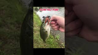 Can You Catch Bass on 50 YEAR OLD BAITS???
