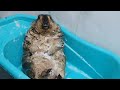 Marmot surprisingly calmly lay on his back bathing in the basin