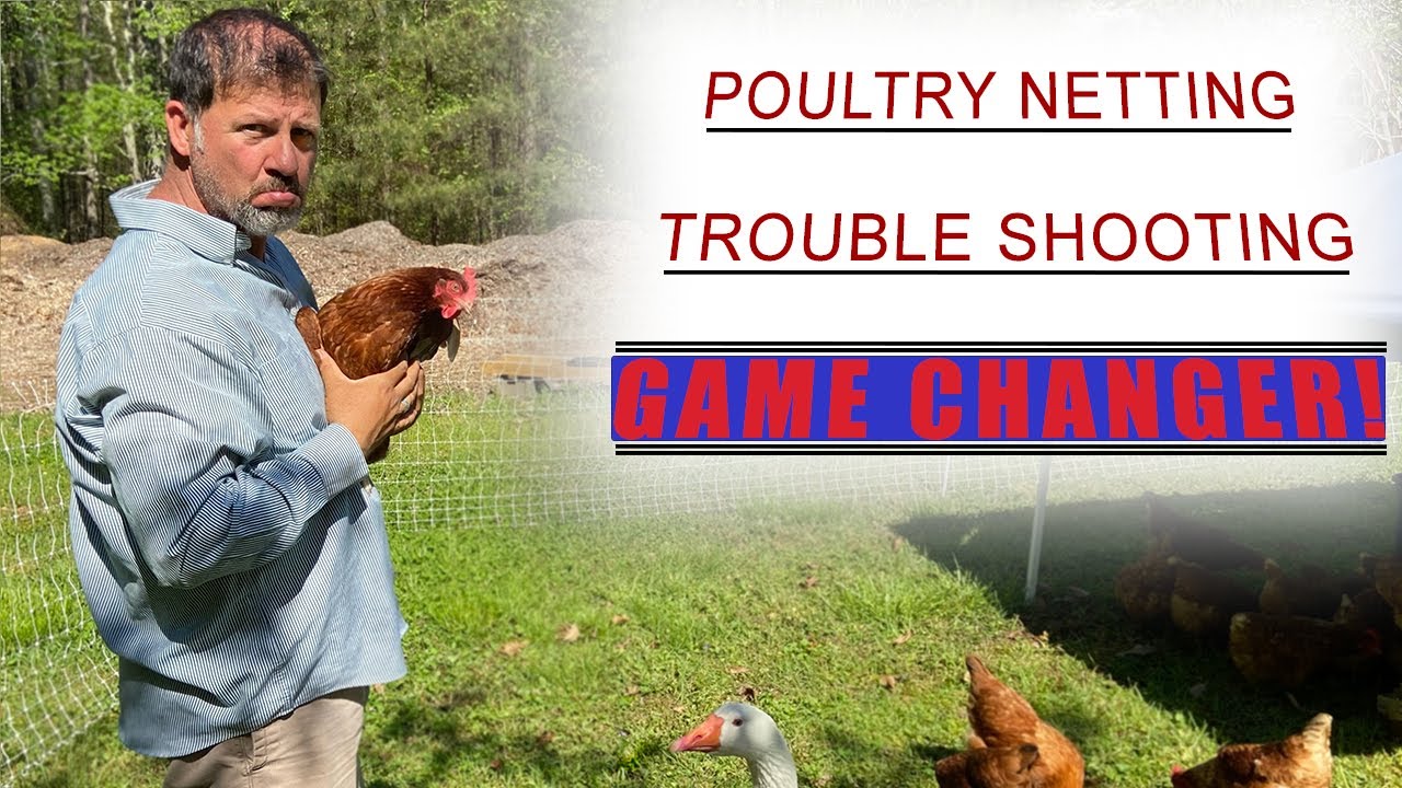 Three Tips to Protect Your Chickens From Predators YouTube
