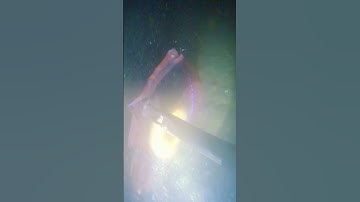 Lặn Rạn San Hô Lagi | Dưới Đáy Biển Đẹp Không Tưởng, Hải Sản Đủ Loài