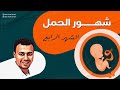 الشهر الرابع في الحمل  شكل الجنين وأعراض الحمل وعلاجها