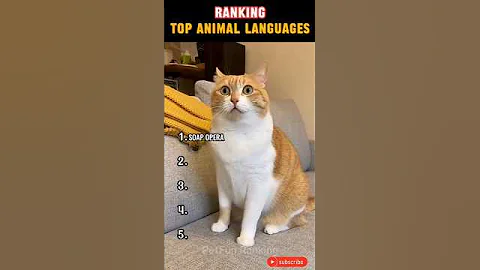 Video 11889491: hilarious animal compilation, funnycats, cat animals