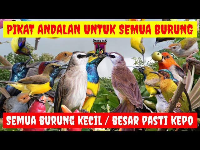 AMPUH ANTI GAGAL‼️SUARA PIKAT BURUNG YANG SUSAH TURUN AMPUH UNTUK PIKAT SEMUA BURUNG KECIL DAN BESAR class=