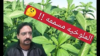 خلاصه الزتونه : الملوخيه المسممه