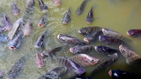 Mô hình nuôi cá rô phi xuất khẩu tại Sóc Trăng