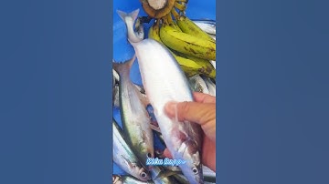 #Shorts / Câu cá kết bạc cá xác sọc mồi này nó khoái lắm miền tây sông nước #KiềmRapper