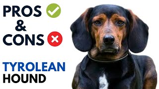 Tyrolean Hound Pros and Cons | Tyroler Bracke Dog Advantages and Disadvantages