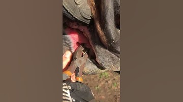 Removing plaque from horse tooth