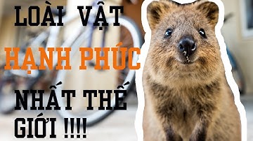 QUOKKA - sự thật về LOÀI VẬT CHỈ BIẾT CƯỜI ( loài vật hạnh phúc nhất thế giới ) | Khám Phá Dayspet