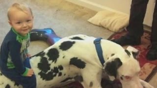 Dog shot, killed in Glen Burnie: FBI involved in investigation