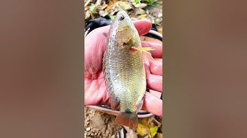 Câu cá rô đồng  - Câu cá ở cống nước #fishing #câucá #caucarodong #moicauca