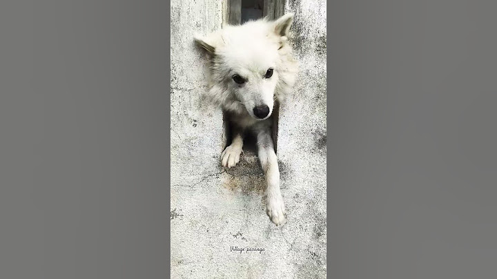 🤣👻 Machaan kandu pidichidanga odidalam va #dog #comedy #dogshorts