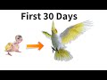 Cockatiel chick life | First 30 days | Lutino Pearl Cockatiel