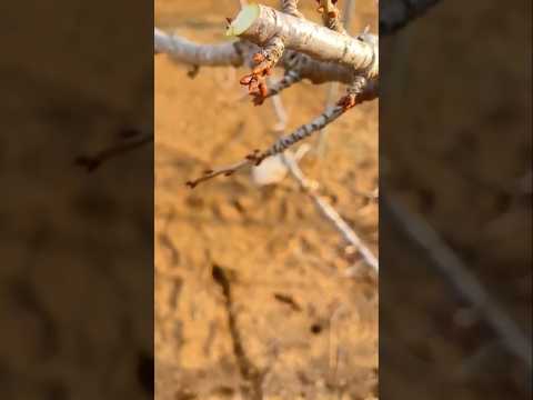 Cherry 🍒 tree