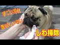 凄い汚れ! 香ばしい匂い!【パグの定番】鼻の上のしわ掃除 こんなにも汚れています。うちのパグ『おまめ日記』《ブサかわパグ動画》