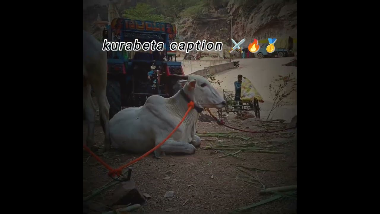 Kurabeta Caption agriculture trendingshorts cow farming agro Kurabeta Caption agriculture trendingshorts cow farming agro