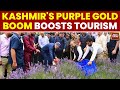 J&K's Lavender Revolution: Farmers Turn To Cash Crop As Govt Pushes Agri-Tourism | India Today