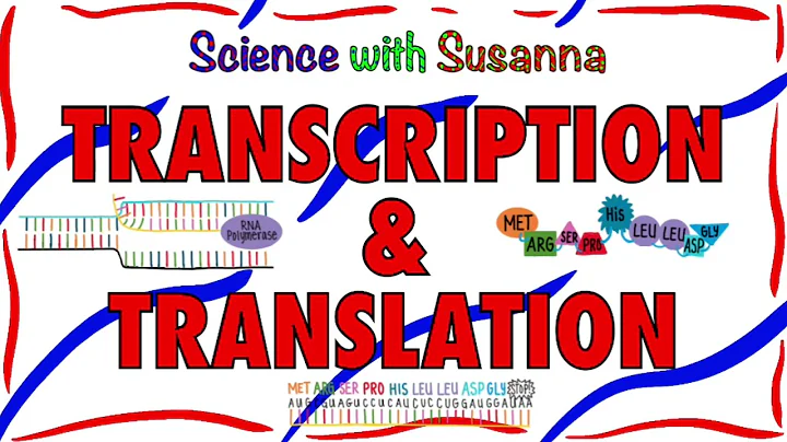 Transcription and Translation