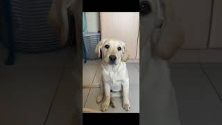 Aww you were so small🥰 ( but you still are small) 🐾🫧