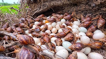 wow best videos - pick a lot of duck eggs and snails on the tree stump at field by hand a farmer