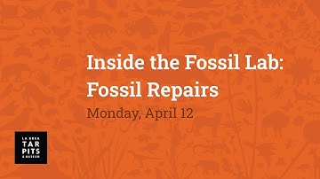 Inside the Fossil Lab: Fossil Repairs