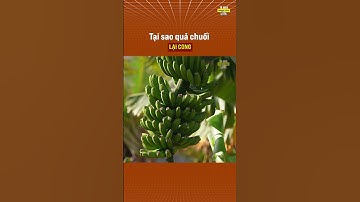 Tại sao quả chuối lại cong?