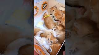 Cute Kittens❤️【82】#Shorts #Cutecat520 #Cat #Kittens #Pets