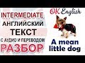 A Mean Little Dog - Маленькая гнусная собачка  Intermediate English text  АНГЛИЙСКИЙ OK English