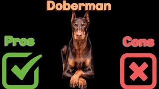 The Pros and Cons of Owning a Doberman: Is This Breed Right for You? by ANIMAL LYFE 862 views 5 months ago 5 minutes, 12 seconds