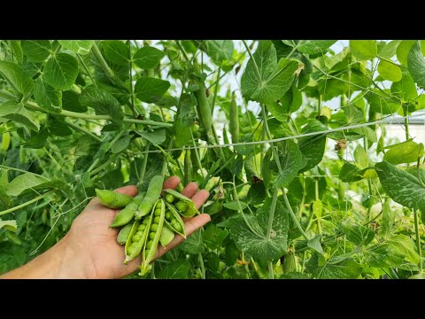 Video: Pea ‘Lincoln’ Information – Wie man Lincoln-Erbsen im Garten anbaut