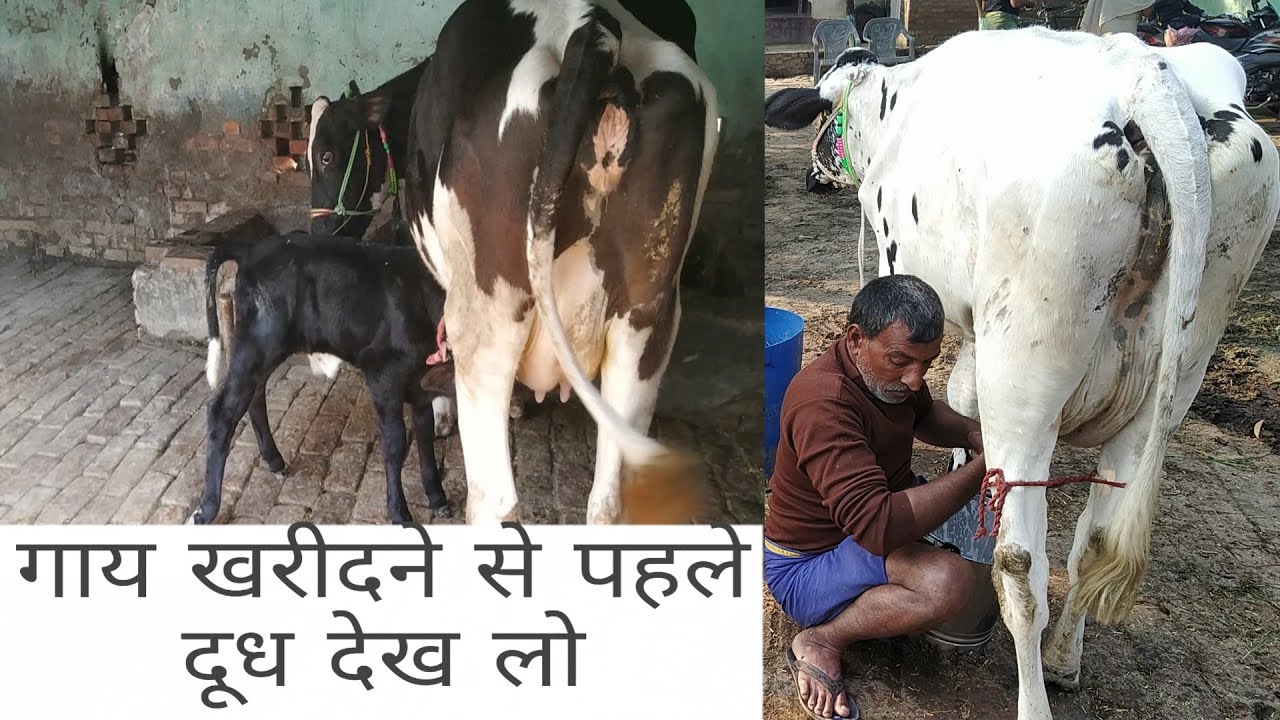 Milk Record ! Krishna Dairy Farm YouTube