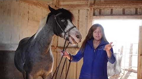 Bridles and Bits Introduction and Overview: An Excerpt from Clare