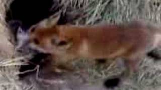 Lis Ciechanów Kargo