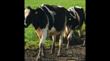 Tips to prepare cows for breeding & criteria to generate the best genetics for your herd
