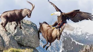 The Eagle Dies Ending For Attacking A Mountain Goat - Goat owns the Eagle!!!