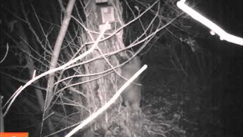 Badger climbing tree