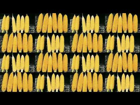 بليلة بلبلوكي