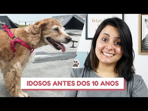 Vídeo: Cachorro Idoso Viaja Para O Açougueiro Todos Os Dias Durante Anos Para Obter Osso